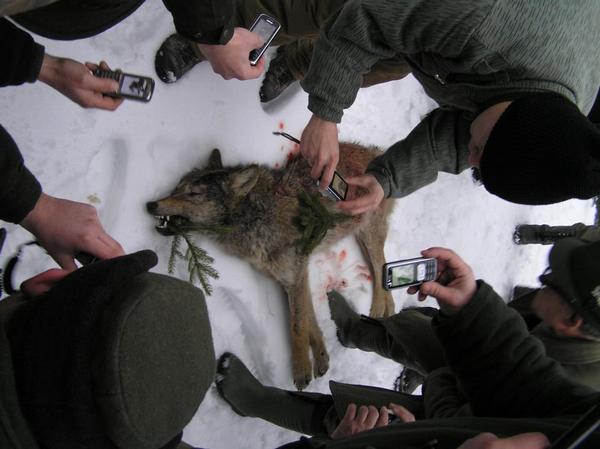 Female wolf killed legally in Slovakia. Photo J. Lukáč